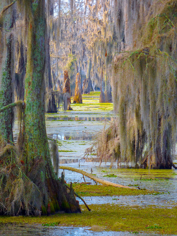 Swamp Curtains In February Photograph by Kimo Fernandez