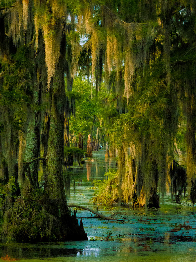 Swamp Curtains In May Photograph by Kimo Fernandez
