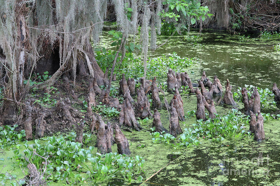 Swamp Cypress Knees Photograph by Carol Groenen