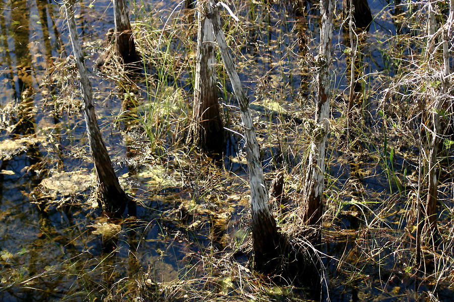Swamp Cypress Photograph by Mary Haber