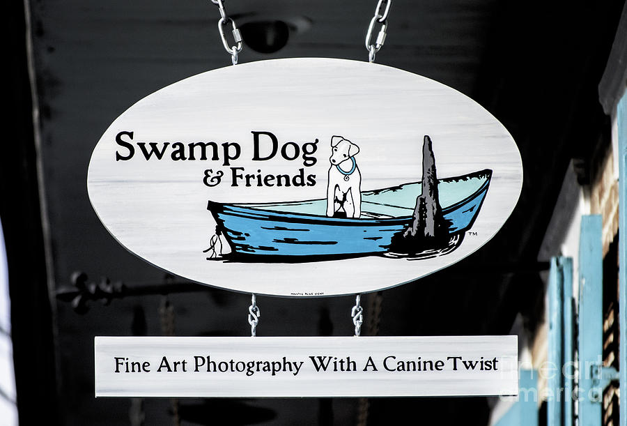 Swamp Dog And Friends Photograph by Frances Ann Hattier