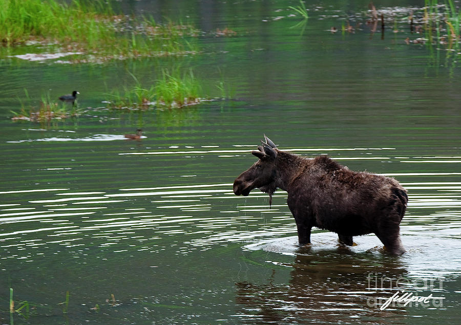 Rocky Mountain National Park Photograph - young Moose in spring pond by Bon and Jim Fillpot