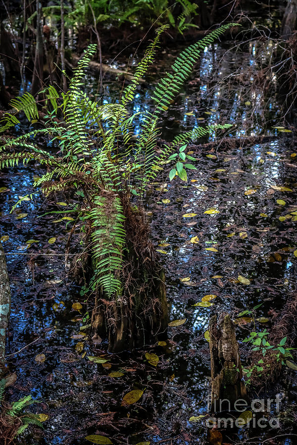 Swamp fern Photograph by Claudia M Photography