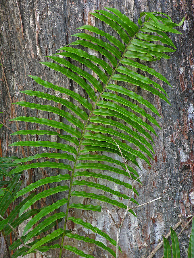 Swamp Fern Photograph by Juergen Roth