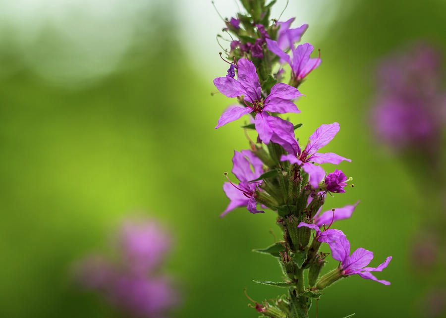 Swamp flowers Photograph by Thomas Miller