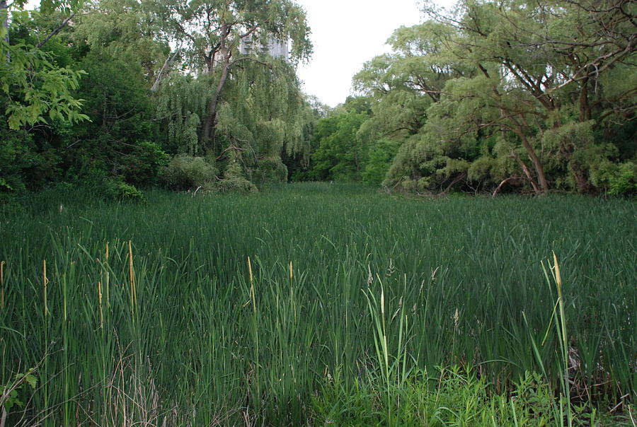 Swamp Grass Photograph by Ee Photography