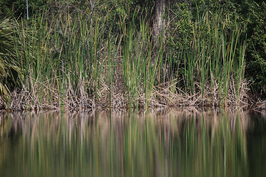 Swamp Grass Reflection Photograph by Dennis Danner