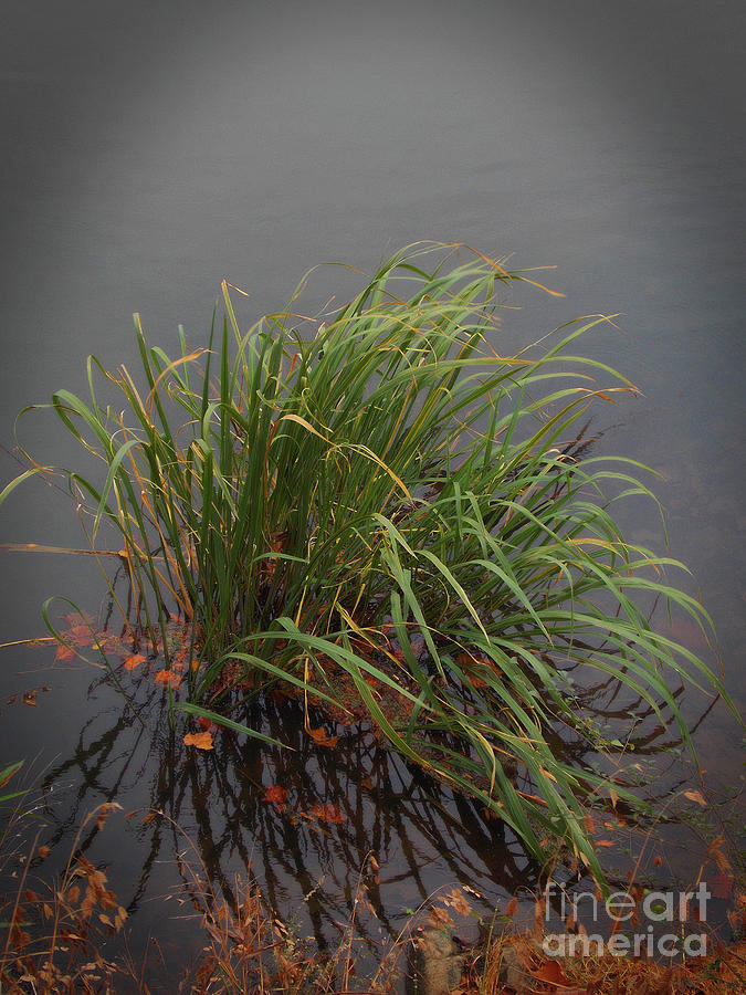 Swamp Grass Photograph by Skip Willits