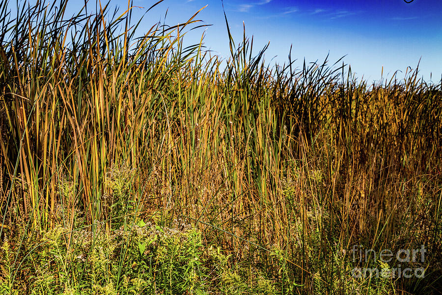 Swamp Grass Photograph by William Norton