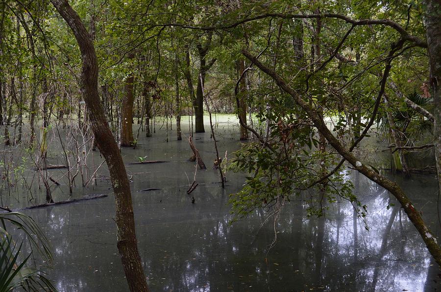 Swamp Haze Photograph by Warren Thompson