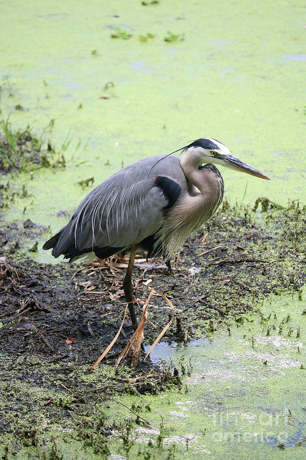 Swamp Heron Photograph by Carol Groenen