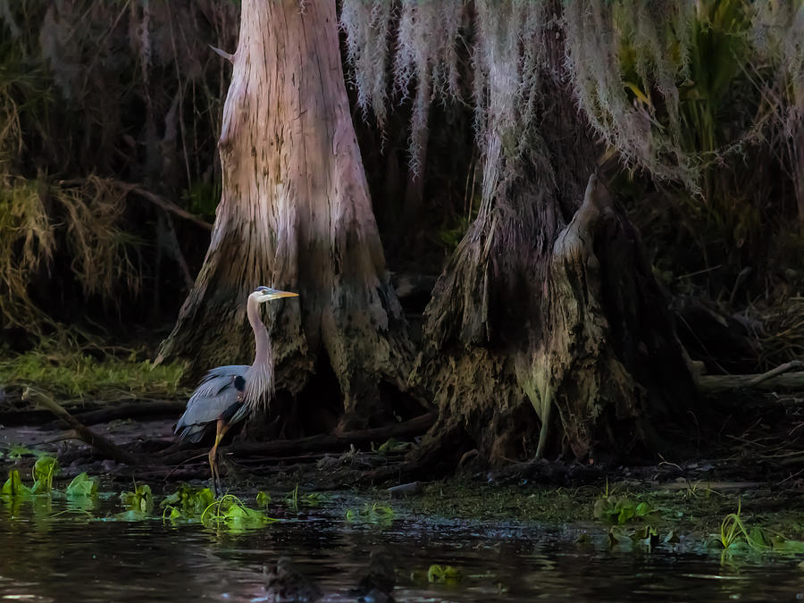 Swamp Heron Photograph by Edward Estapa Biology Diagrams