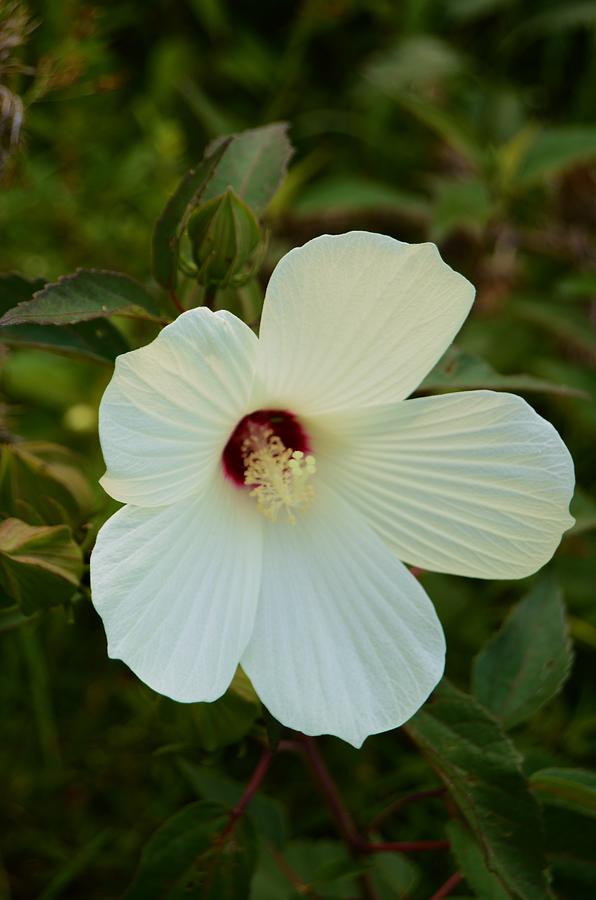 Swamp Hibiscus Photograph by Warren Thompson - Fine Art America