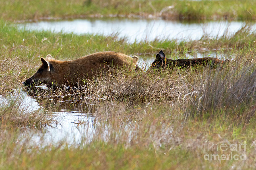 Swamp Hogs Photograph by Michael Dawson