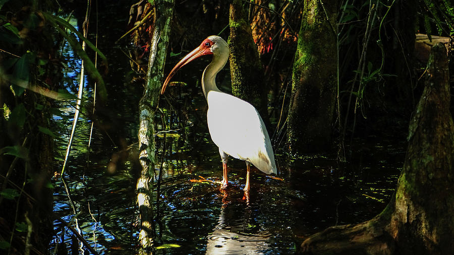 Swamp Ibis Boynton Beach Florida Photograph by Lawrence S Richardson Jr