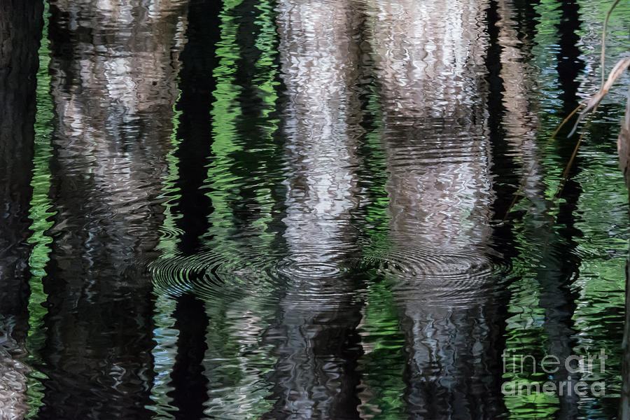 Swamp Impressions No. 2 Photograph by John Greco