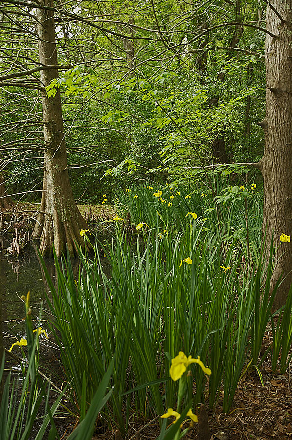 Swamp Iris Photograph by Cheri Randolph