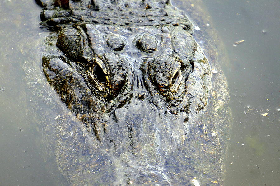 Swamp King Photograph by Laurie Perry
