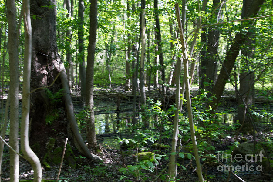 Swamp Land Photograph by William Norton