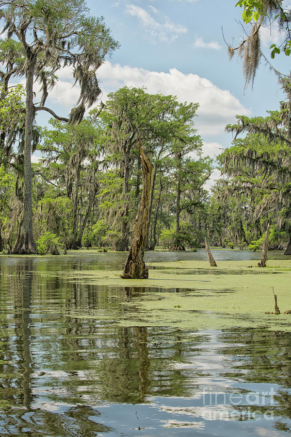 Swamp landscape  Louisiana Photograph by Patricia Hofmeester