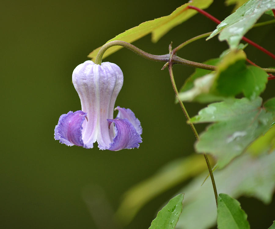 Swamp Leather Flower - Clematis crispa Photograph by Roy Erickson - Pixels