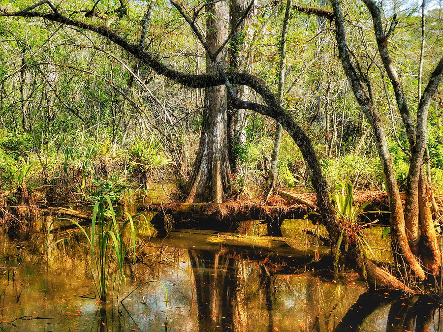 Swamp Life II Photograph by Kathi Isserman