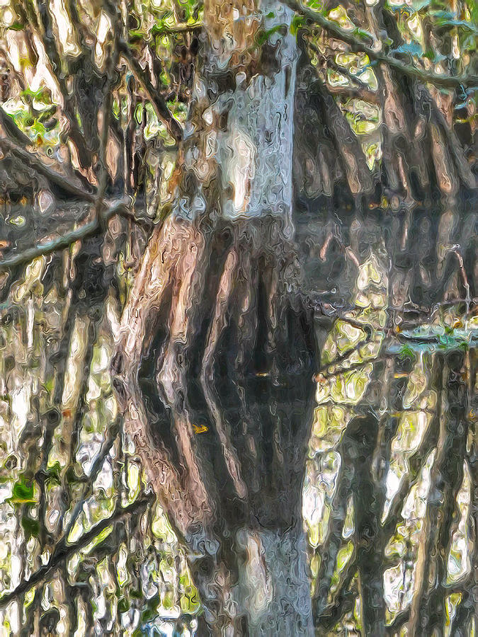 Big Cypress National Preserve Photograph - Swamp Life III by Kathi Isserman