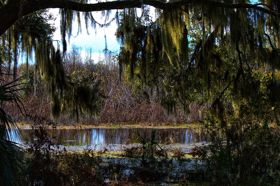 Swamp Life Photograph by Joseph Caban