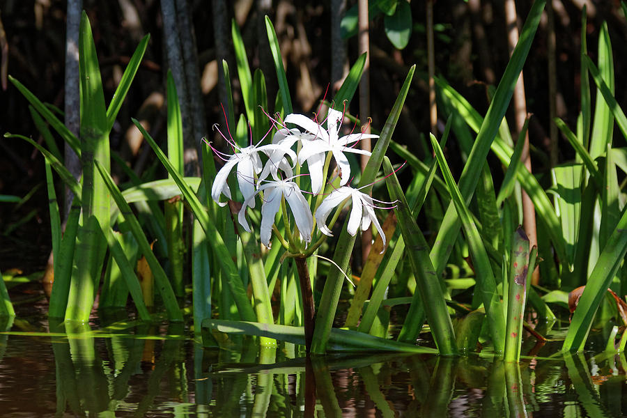 Swamp Lilies Photograph by Sally Weigand