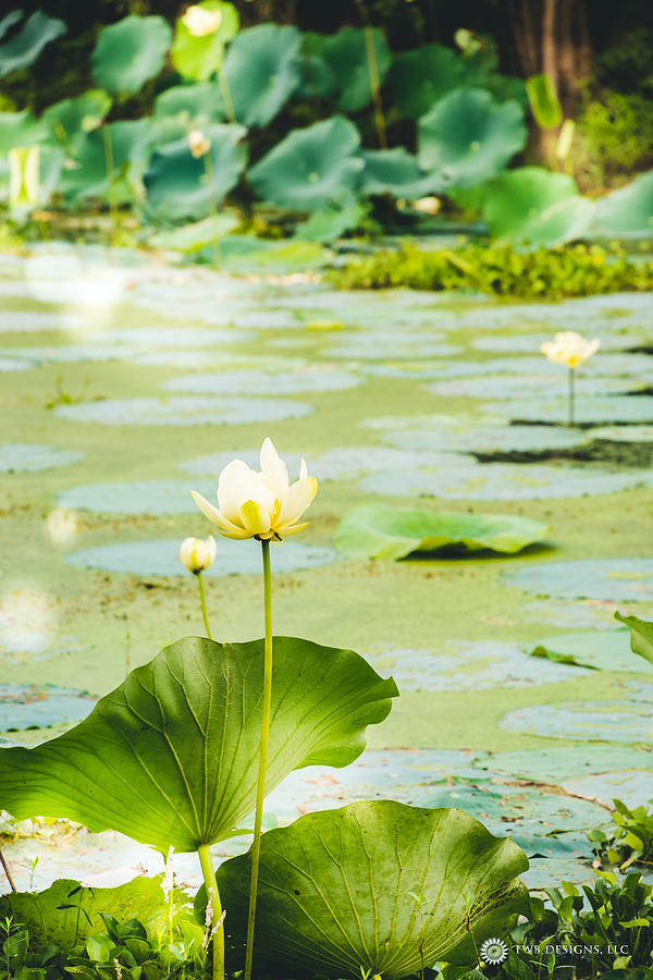 Swamp Lilies Photograph by Teresa Blanton