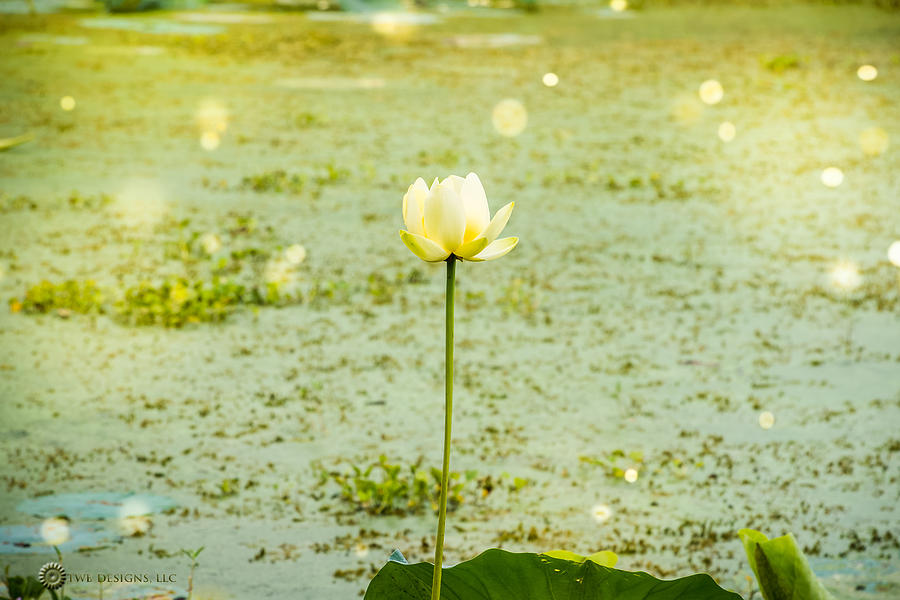 Swamp Lily 1 Photograph by Teresa Blanton