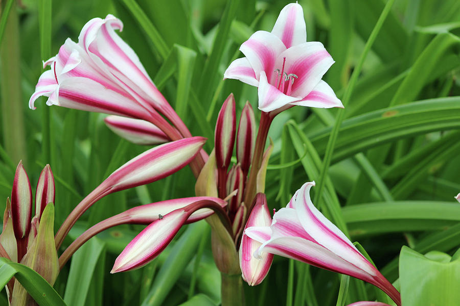 Swamp Lily 12 Photograph by Pamela Critchlow