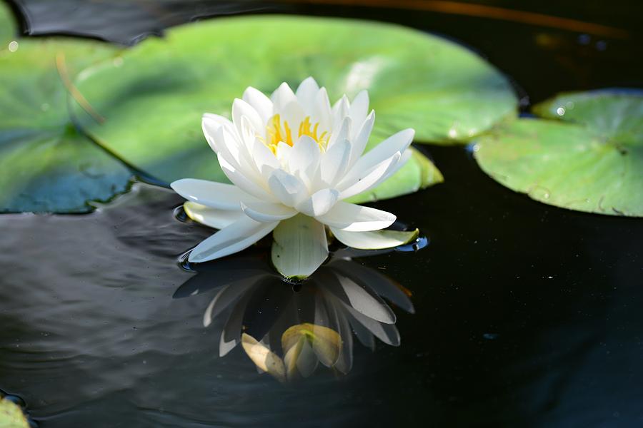 Swamp Lily Photograph by Jo-Ann Matthews - Pixels