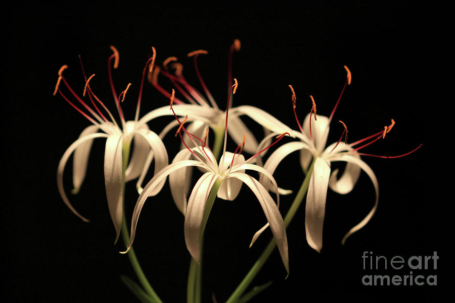 Swamp Lily Photograph by Meg Rousher
