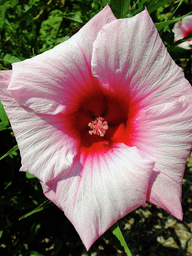 Swamp Mallow Hibiscus Photograph by Scott Kingery