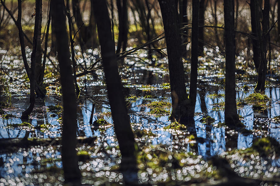 Swamp Photograph by Mike Santis