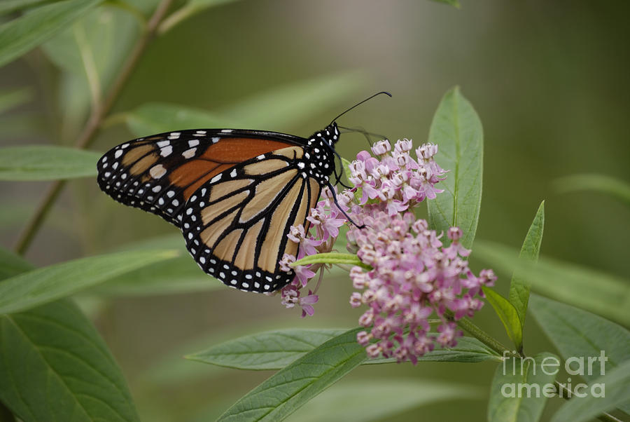 Swamp Milkweed Monarch Photograph by Randy Bodkins