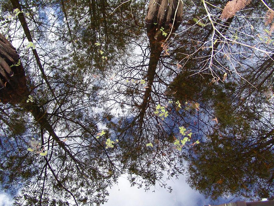 Swamp Mirrored Photograph by Florene Welebny