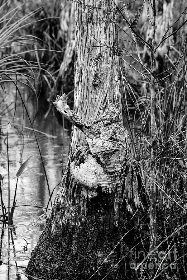 Swamp Monster 2 Photograph by Bob Phillips