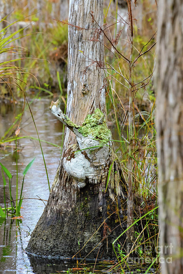 Swamp Monster Photograph by Bob Phillips
