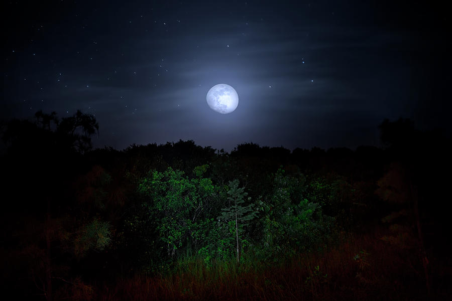 Swamp Moon Photograph by Mark Andrew Thomas
