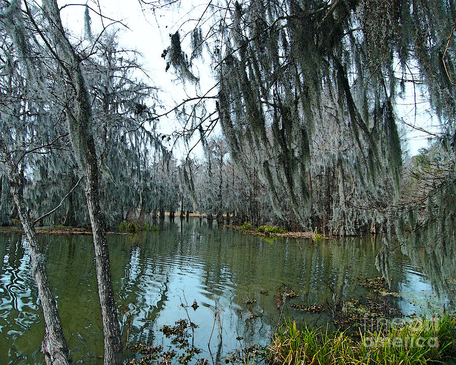 Swamp Moss  Lake Martin LA Photograph by Lizi Beard-Ward