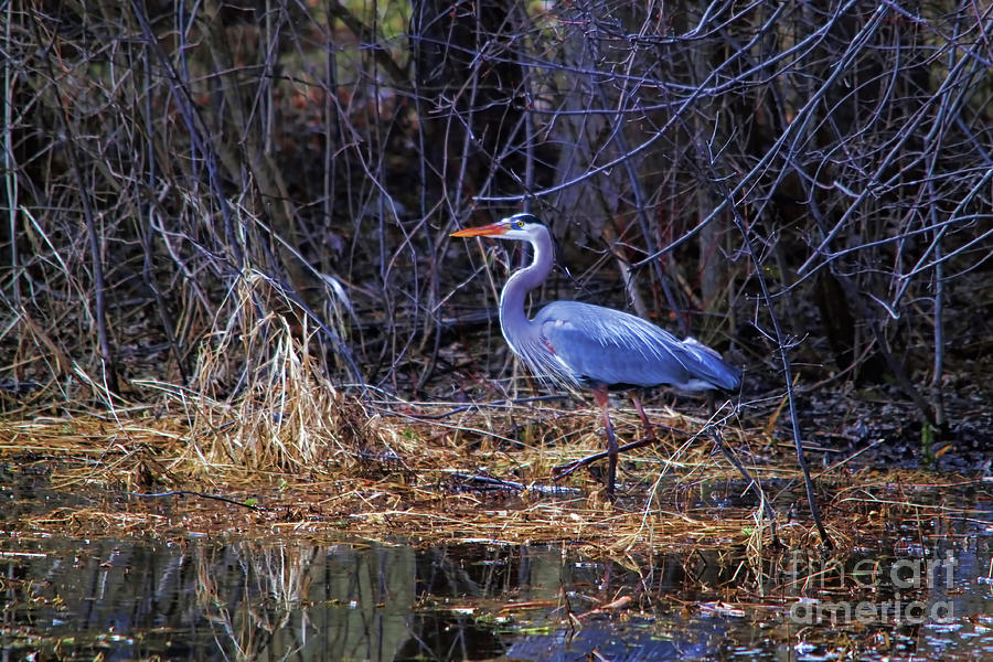 Swamp Mucking Heron Photograph by Cathy Beharriell