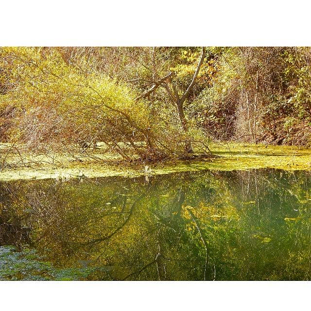 Nature Photograph - Swamp #nature by Vahan Hovhannisyan