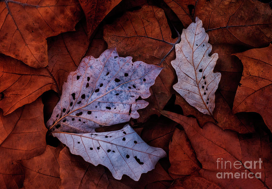 Swamp Oak and Sycamore Leaves LE10053 Photograph by Mark Graf