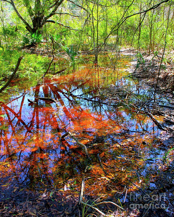 Swamp Pallet Photograph by Alan Metzger