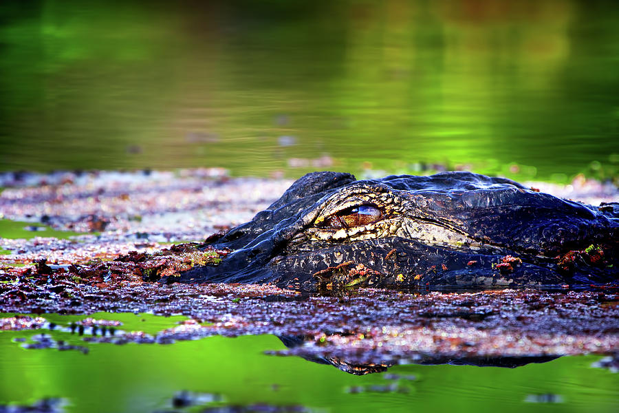 Swamp Patrol Photograph by Mark Andrew Thomas