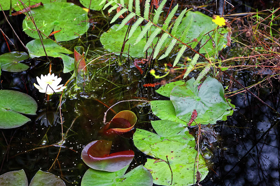 Swamp Plants and Flowers Photograph by Sally Weigand