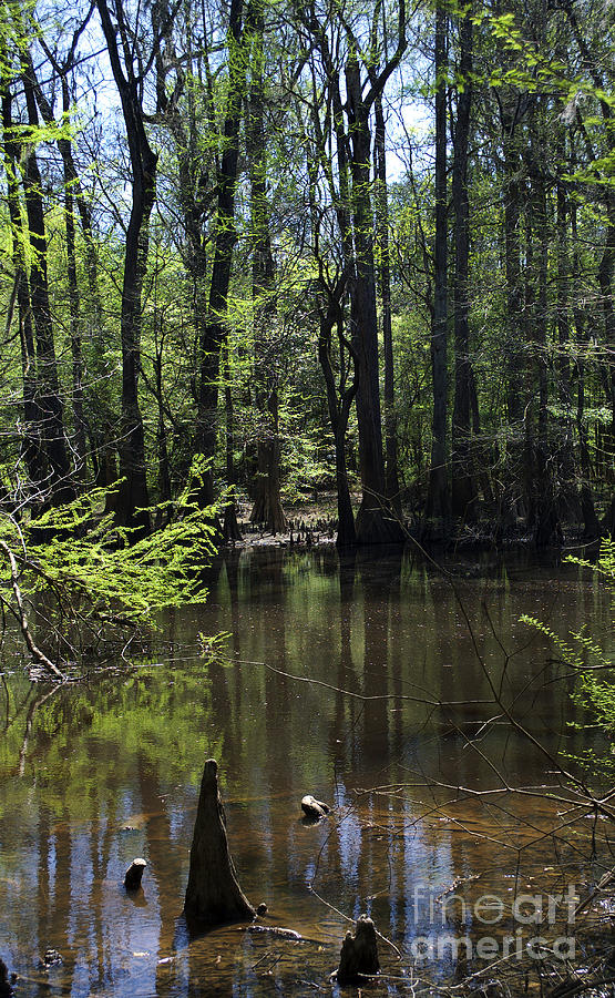 Swamp Pond Photograph by Skip Willits