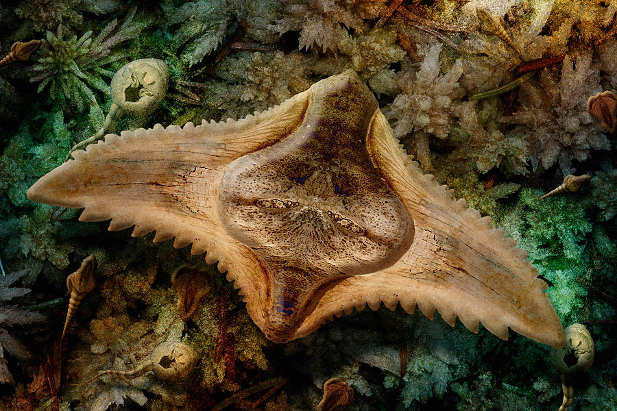 Swamp Ray Photograph by WB Johnston